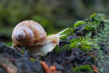 Grape snail