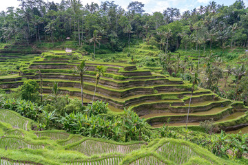 Green rice fields on terraces near Ubud, tropical island Bali, Indonesia . Nature concept