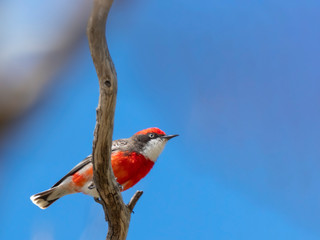 Male Crimson Chat (Epthianura tricolor). Hopetoun, Victoria, Australia