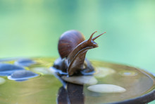 A snail in a shell crawls on a ceramic pot with water, summer day in garden, close up, Bali, Indonesia