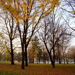 Fall colors at the park
