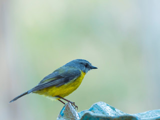 Eastern Yellow Robin (Eopsaltria australis) sub-species 