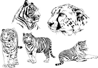 vector drawings sketches different predator , tigers lions cheetahs and leopards are drawn in ink by hand , objects with no background	