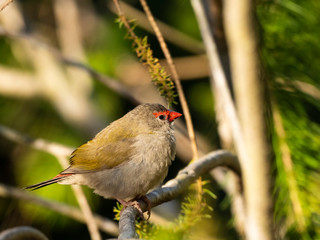 Red-browed Finch (Neochmia temporalis) subspecies 