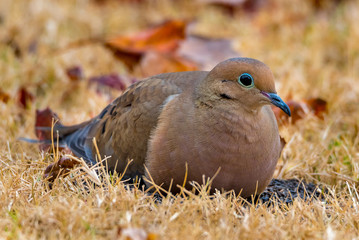 Mourning Dove