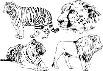 vector drawings sketches different predator , tigers lions cheetahs and leopards are drawn in ink by hand , objects with no background	