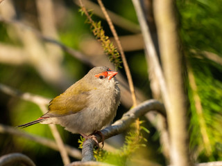 Red-browed Finch (Neochmia temporalis) subspecies "temporalis".  Mt Clunie NP, New South Wales, Australia