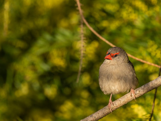 Red-browed Finch (Neochmia temporalis) subspecies 