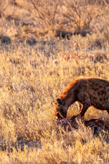Close-up of a spotted Hyena - Crocuta crocuta- with a prey, seen during the golden hour of sunset...