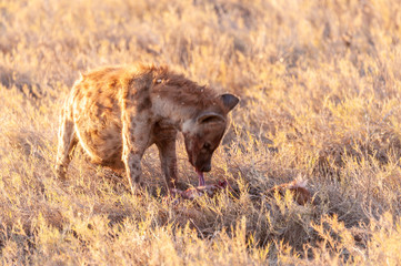 Close-up of a spotted Hyena - Crocuta crocuta- with a prey, seen during the golden hour of sunset in Etosha national Park, Namibia.