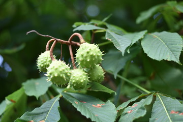 Grüne Kapselfrüchte einer Rosskastanie