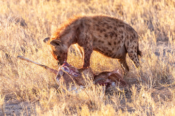 Close-up of a spotted Hyena - Crocuta crocuta- with a prey, seen during the golden hour of sunset in Etosha national Park, Namibia.