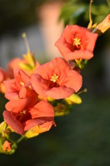 Obraz premium Blühende Trompetenblume (Campsis radicans)