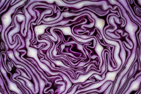 Background of the blue cabbage in the cut. Close up, top view. Texture raw purple cabbage