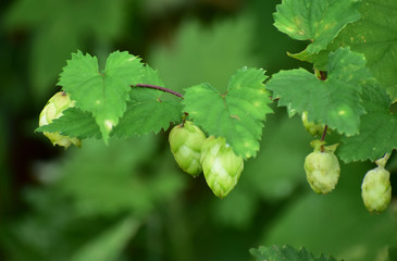 野生のホップの実