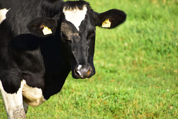 牧場の乳牛のアップ