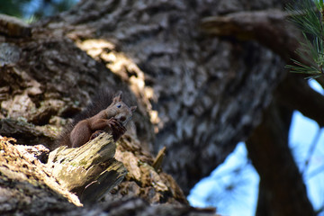 樹上でクルミをかじる秋のエゾリス