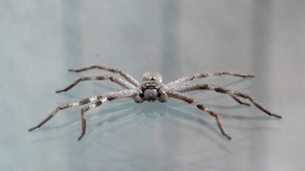 Huntsman Spider on Glass (Holconia montana). Maldon, Victoria, Australia