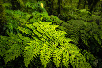 Green leaves are moist.