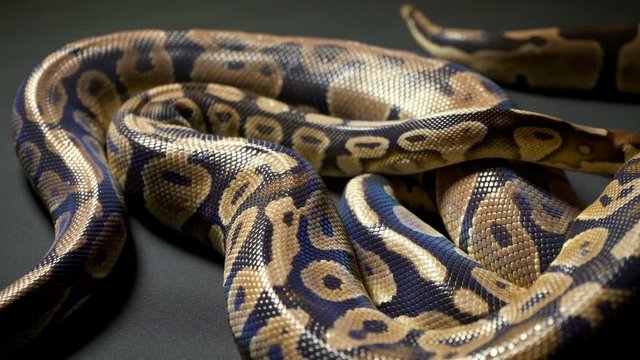 Footage of royal ball python on dark texture