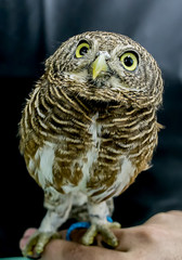 Portrait of a curious little owl