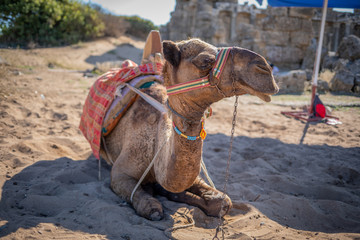 in an oriental excavation site there is a camel on which you can ride