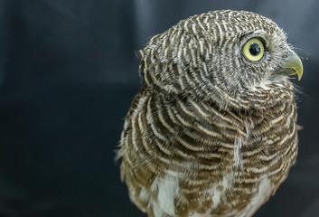 Portrait of a curious little owl
