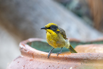 Yellow-tufted Honeyeater in Australia