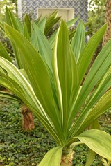 Obraz premium Crinum asiaticum in a garden. Striped leaves.
