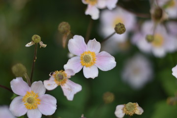 Blühende Herbst-Anemone (Anemone hupehensis)