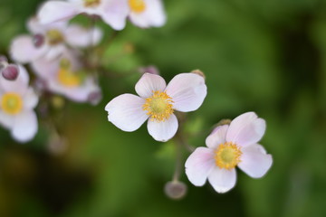 Blühende Herbst-Anemone (Anemone hupehensis)