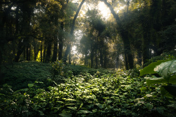 Fototapeta premium Moist green forest is abundant.