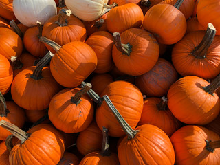 Group of pumpkins at outdoor farmers market, pumpkin harvest, pumpkin background. Halloween costume, Halloween decoration.