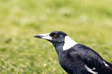 Australasian Magpie in Australia