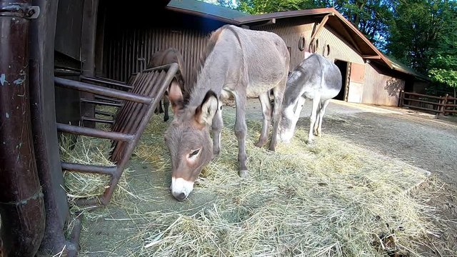 Grey Donkey Equus africanus asinus eating hay next to a barn