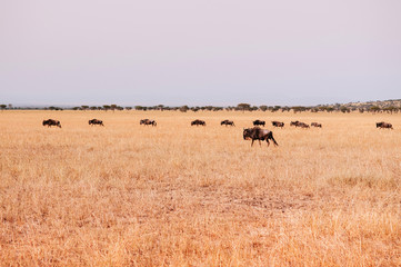 Herd of African wildebeest in grass meadow of Serengeti Savanna - African Tanzania Safari trip