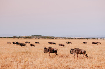 Herd of African wildebeest in grass meadow of Serengeti Savanna - African Tanzania Safari trip