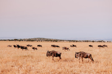 Herd of African wildebeest in grass meadow of Serengeti Savanna - African Tanzania Safari trip - obrazy, fototapety, plakaty