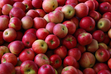Organic, fresh farm grown apple. Ecologic natural vegetable background.