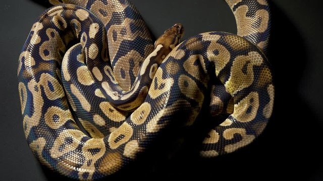 Footage of ball royal python on dark background