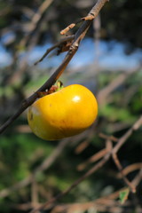 梢に残る一つの柿の実と秋空