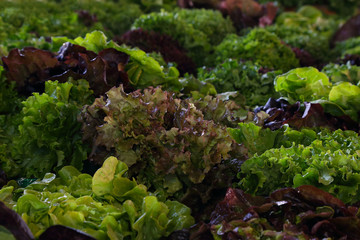 Organic, fresh farm grown lettuce. Ecologic natural vegetable background.