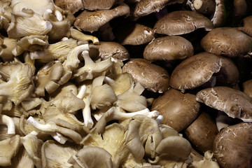 Organic, fresh farm grown mushrooms. Ecologic natural vegetable background.