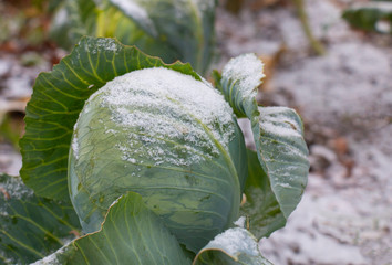 Green cabbage covered in snow. Frozen Leaves.