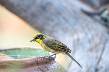 Yellow-tufted Honeyeater in Australia