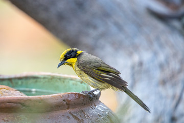 Yellow-tufted Honeyeater in Australia