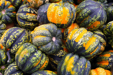 Organic, fresh farm grown pumpkin. Ecologic natural vegetable background.