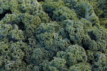 Organic, fresh farm grown lettuce. Ecologic natural vegetable background.