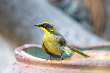 Yellow-tufted Honeyeater in Australia