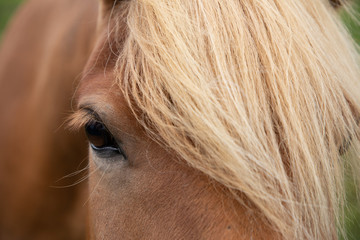Icelandic horse, golden in colour, closeup of eye and mane